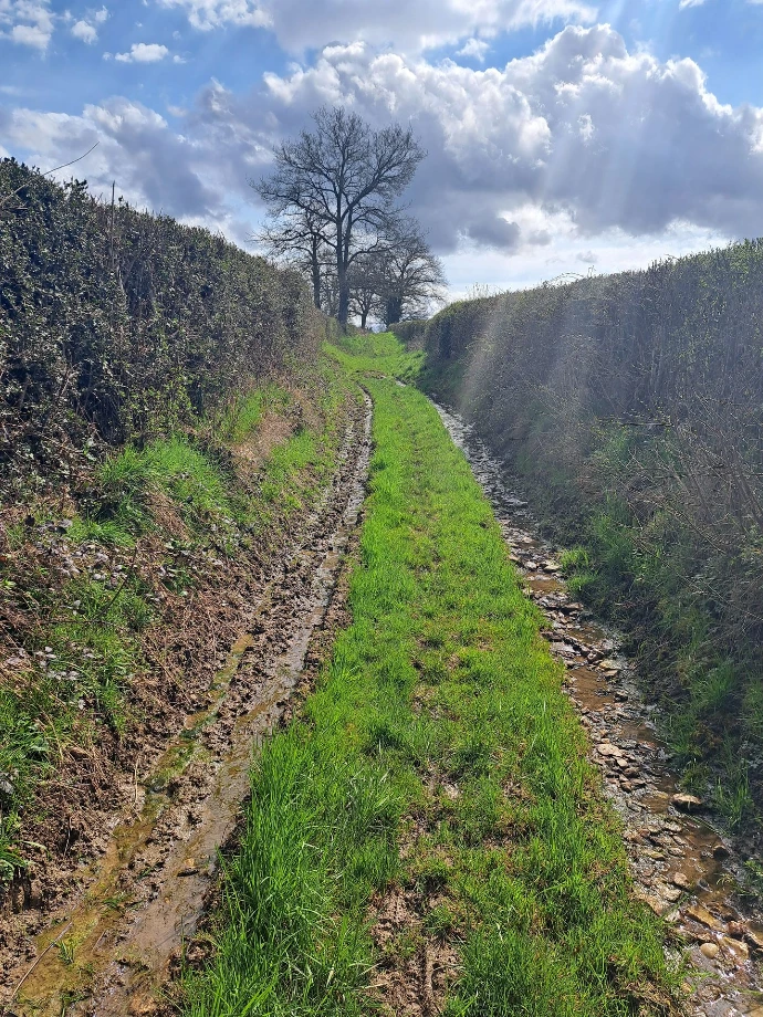 chemin dans la campagne