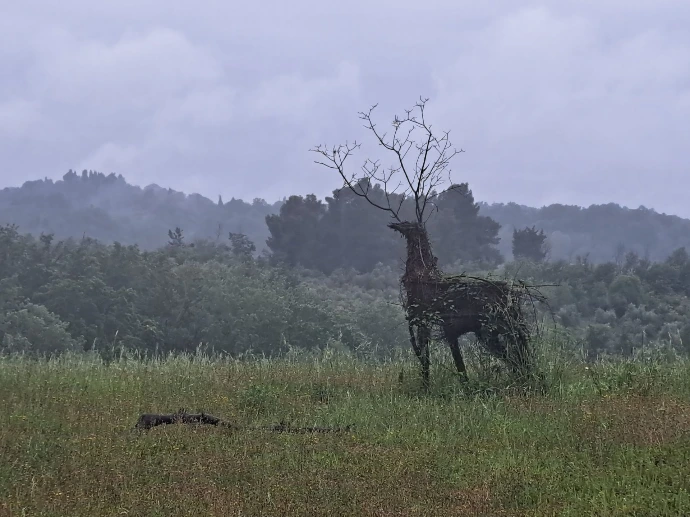 cerf en bois dans la campagne